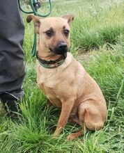 LOVE, Hund, Mischlingshund in Slowakische Republik - Bild 8