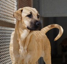 TALA, Hund, Mischlingshund in Italien - Bild 1
