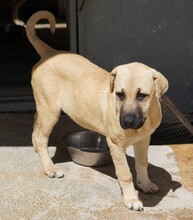TALA, Hund, Mischlingshund in Italien - Bild 10