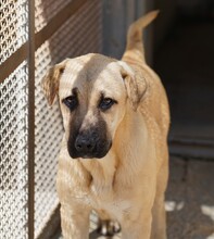 TALA, Hund, Mischlingshund in Italien - Bild 2