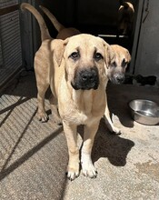 TALA, Hund, Mischlingshund in Italien - Bild 3