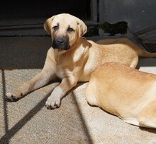 TALA, Hund, Mischlingshund in Italien - Bild 4