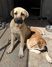 TALA, Hund, Mischlingshund in Italien - Bild 6