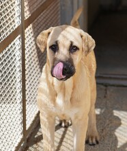 TALA, Hund, Mischlingshund in Italien - Bild 7