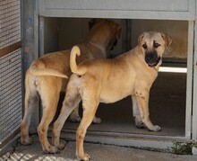 TALA, Hund, Mischlingshund in Italien - Bild 8