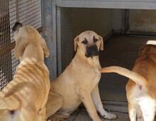 TALA, Hund, Mischlingshund in Italien - Bild 9