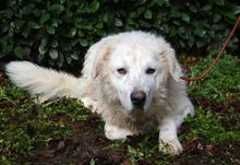GHERARDO, Hund, Maremmano-Mix in Italien - Bild 1