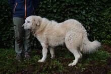 GHERARDO, Hund, Maremmano-Mix in Italien - Bild 10