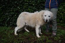 GHERARDO, Hund, Maremmano-Mix in Italien - Bild 11