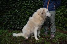 GHERARDO, Hund, Maremmano-Mix in Italien - Bild 12