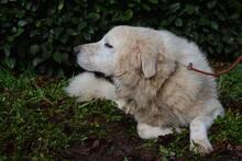 GHERARDO, Hund, Maremmano-Mix in Italien - Bild 13