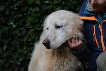 GHERARDO, Hund, Maremmano-Mix in Italien - Bild 2
