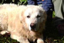 GHERARDO, Hund, Maremmano-Mix in Italien - Bild 3