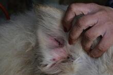 GHERARDO, Hund, Maremmano-Mix in Italien - Bild 5