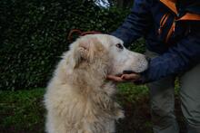 GHERARDO, Hund, Maremmano-Mix in Italien - Bild 6