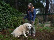 GHERARDO, Hund, Maremmano-Mix in Italien - Bild 7