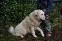 GHERARDO, Hund, Maremmano-Mix in Italien - Bild 8