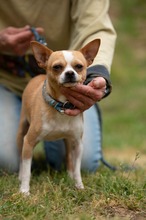 YARROW, Hund, Chihuahua in Marsberg - Bild 1