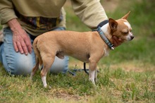 YARROW, Hund, Chihuahua in Marsberg - Bild 10