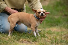 YARROW, Hund, Chihuahua in Marsberg - Bild 11