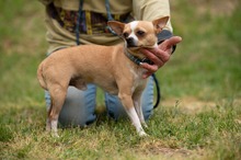 YARROW, Hund, Chihuahua in Marsberg - Bild 12