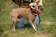 YARROW, Hund, Chihuahua in Marsberg - Bild 13