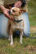 YARROW, Hund, Chihuahua in Marsberg - Bild 14
