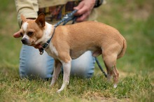 YARROW, Hund, Chihuahua in Marsberg - Bild 15