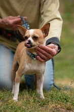 YARROW, Hund, Chihuahua in Marsberg - Bild 17