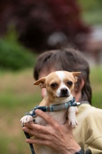 YARROW, Hund, Chihuahua in Marsberg - Bild 18