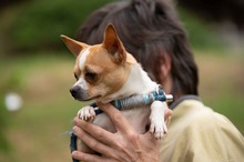 YARROW, Hund, Chihuahua in Marsberg - Bild 19