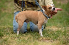 YARROW, Hund, Chihuahua in Marsberg - Bild 2
