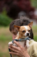 YARROW, Hund, Chihuahua in Marsberg - Bild 3