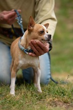 YARROW, Hund, Chihuahua in Marsberg - Bild 4