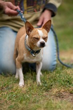 YARROW, Hund, Chihuahua in Marsberg - Bild 5