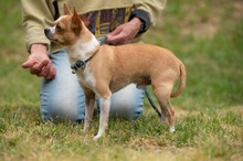 YARROW, Hund, Chihuahua in Marsberg - Bild 6