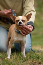 YARROW, Hund, Chihuahua in Marsberg - Bild 7