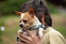 YARROW, Hund, Chihuahua in Marsberg - Bild 9