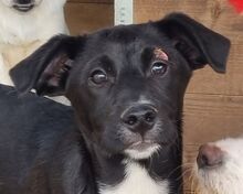 ALBIE, Hund, Mischlingshund in Rumänien - Bild 1