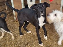 ALBIE, Hund, Mischlingshund in Rumänien - Bild 2