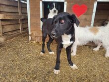 ALBIE, Hund, Mischlingshund in Rumänien - Bild 3