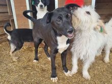 ALBIE, Hund, Mischlingshund in Rumänien - Bild 4
