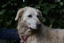 GENEROSA, Hund, Maremmano-Mix in Italien - Bild 1