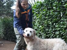 GENEROSA, Hund, Maremmano-Mix in Italien - Bild 10