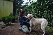 GENEROSA, Hund, Maremmano-Mix in Italien - Bild 11
