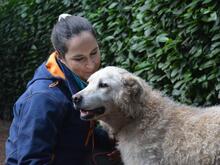 GENEROSA, Hund, Maremmano-Mix in Italien - Bild 13