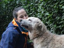 GENEROSA, Hund, Maremmano-Mix in Italien - Bild 14