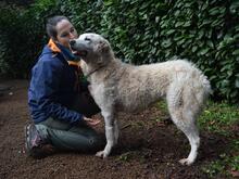 GENEROSA, Hund, Maremmano-Mix in Italien - Bild 15