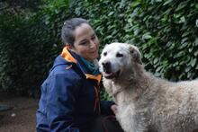 GENEROSA, Hund, Maremmano-Mix in Italien - Bild 16