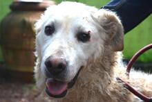 GENEROSA, Hund, Maremmano-Mix in Italien - Bild 17